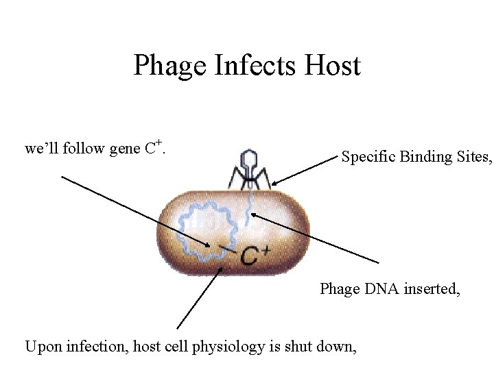 Phage Infects Host we’ll follow gene C+. Specific Binding Sites, Phage DNA inserted, Upon