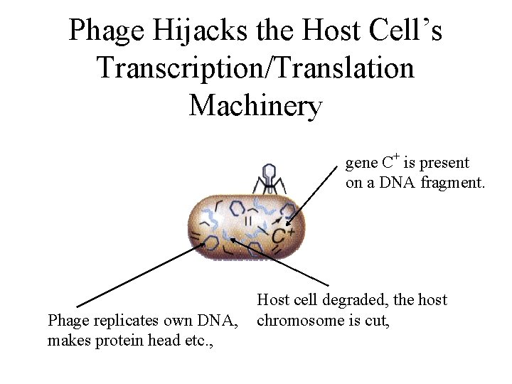 Phage Hijacks the Host Cell’s Transcription/Translation Machinery gene C+ is present on a DNA