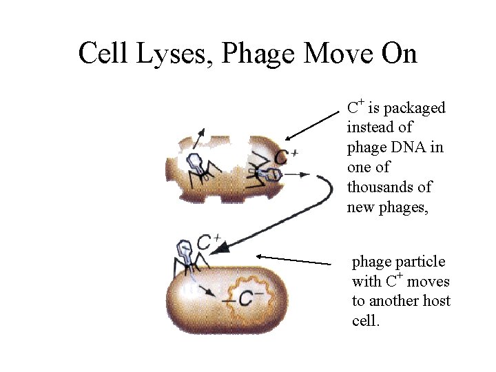 Cell Lyses, Phage Move On C+ is packaged instead of phage DNA in one