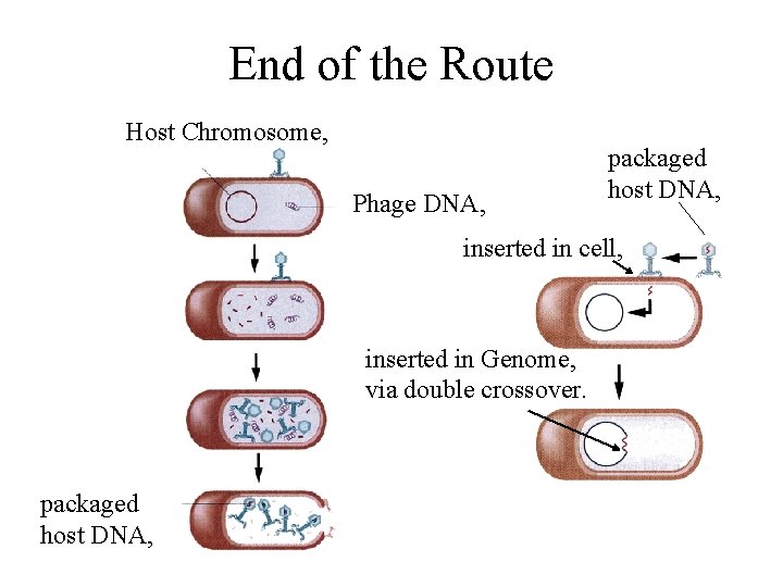 End of the Route Host Chromosome, Phage DNA, packaged host DNA, inserted in cell,