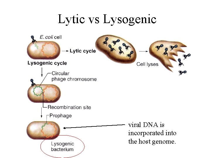 Lytic vs Lysogenic viral DNA is incorporated into the host genome. 
