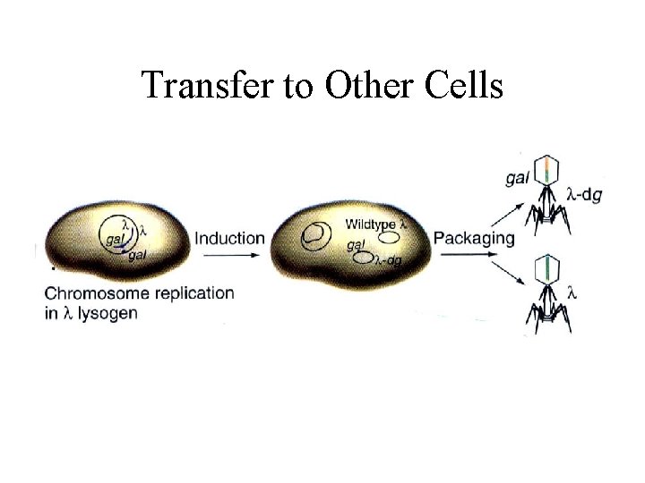Transfer to Other Cells 