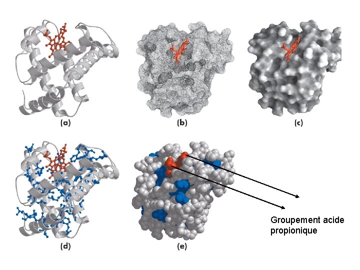 Groupement acide propionique 