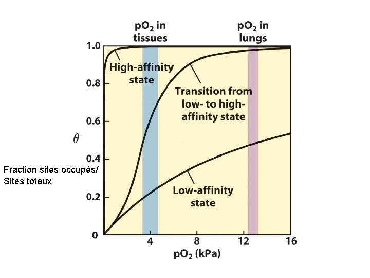 Fraction sites occupés/ Sites totaux 
