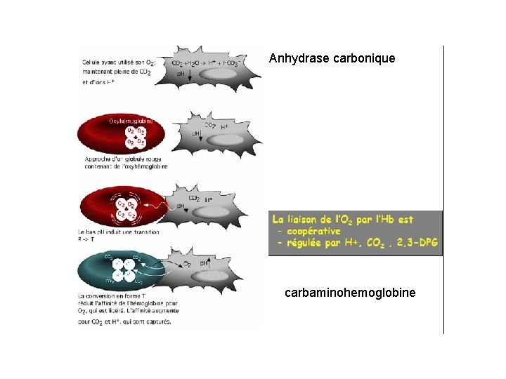 Anhydrase carbonique carbaminohemoglobine 