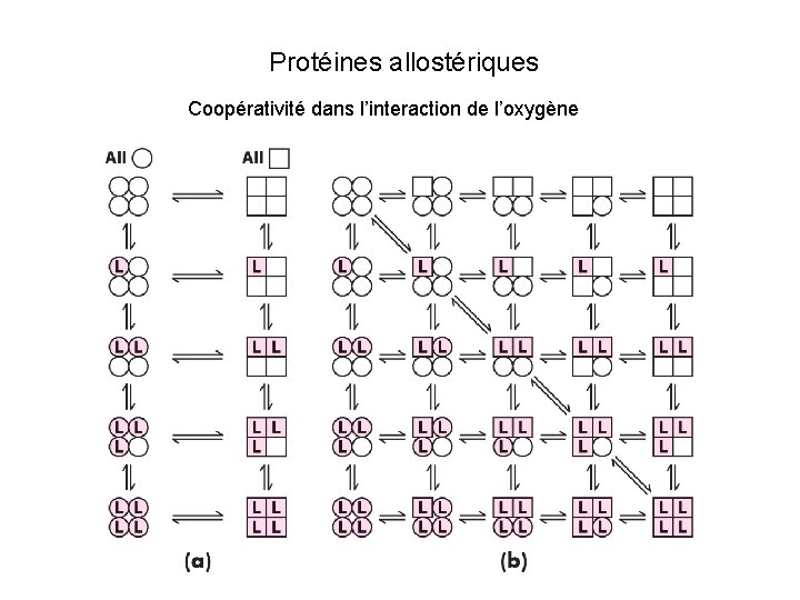 Protéines allostériques Coopérativité dans l’interaction de l’oxygène 