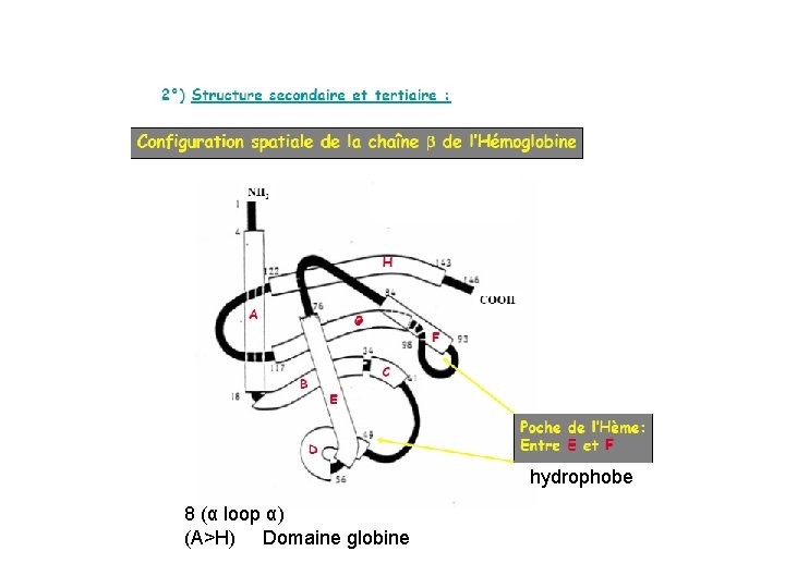 hydrophobe 8 (α loop α) (A>H) Domaine globine 