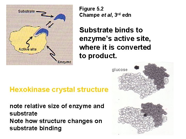 Figure 5. 2 Champe et al, 3 rd edn Substrate binds to enzyme’s active