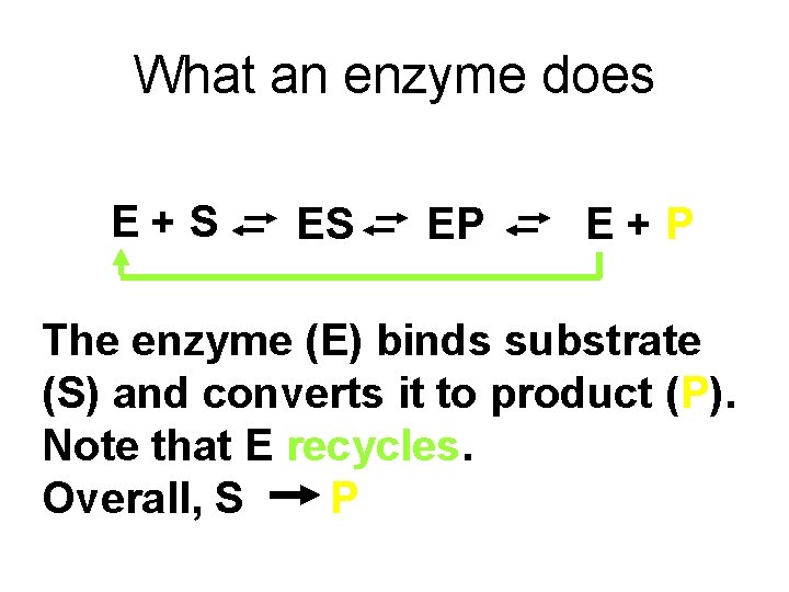 What an enzyme does E+S ES EP E+P The enzyme (E) binds substrate (S)