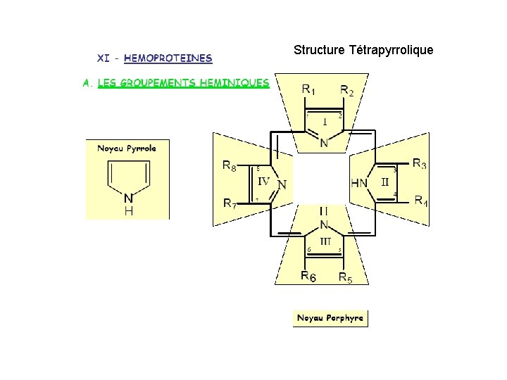 Structure Tétrapyrrolique 