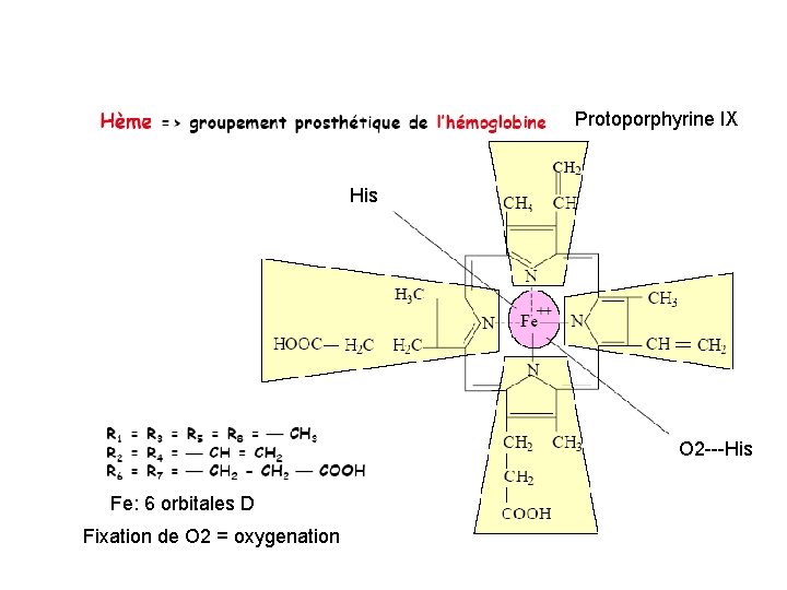 Protoporphyrine IX His O 2 ---His Fe: 6 orbitales D Fixation de O 2