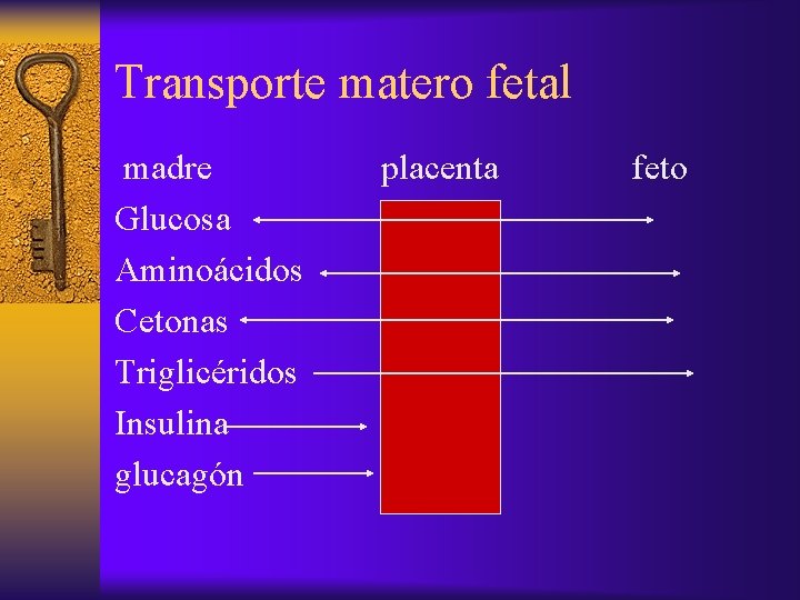 Transporte matero fetal madre Glucosa Aminoácidos Cetonas Triglicéridos Insulina glucagón placenta feto 