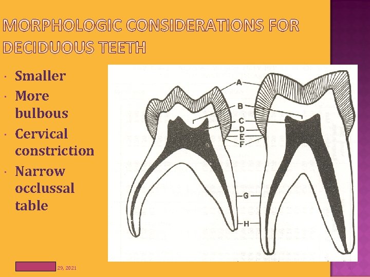  Smaller More bulbous Cervical constriction Narrow occlussal table Friday, October 29, 2021 4