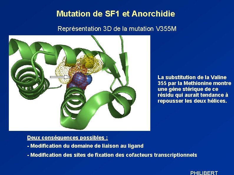 Mutation de SF 1 et Anorchidie Représentation 3 D de la mutation V 355