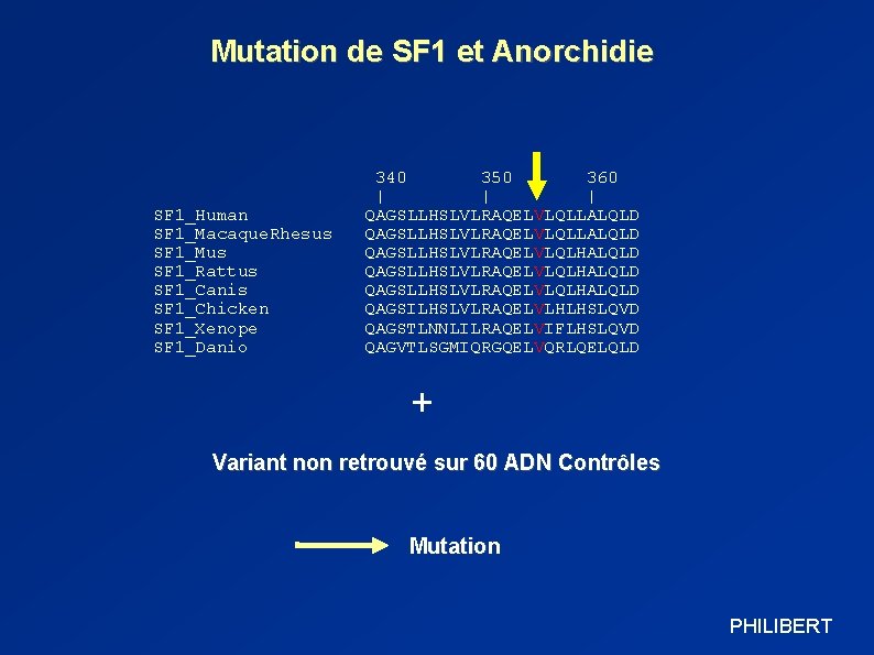 Mutation de SF 1 et Anorchidie SF 1_Human SF 1_Macaque. Rhesus SF 1_Mus SF