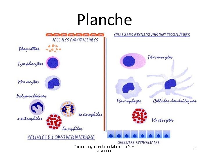 Planche Immunologie fondamentale par le Pr A GHAFFOUR 12 