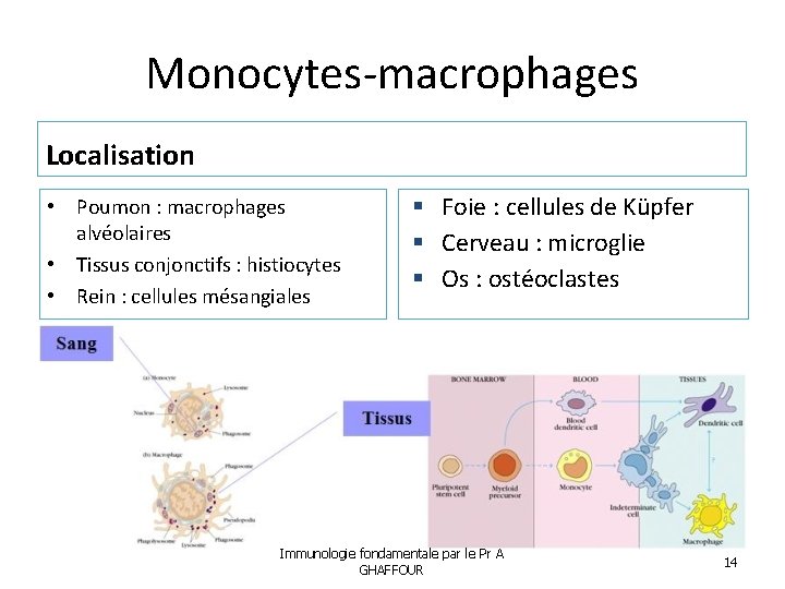 Monocytes-macrophages Localisation • Poumon : macrophages alvéolaires • Tissus conjonctifs : histiocytes • Rein