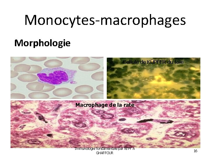 Monocytes-macrophages Morphologie Cellule de KÜPFER du foie Macrophage de la rate Immunologie fondamentale par