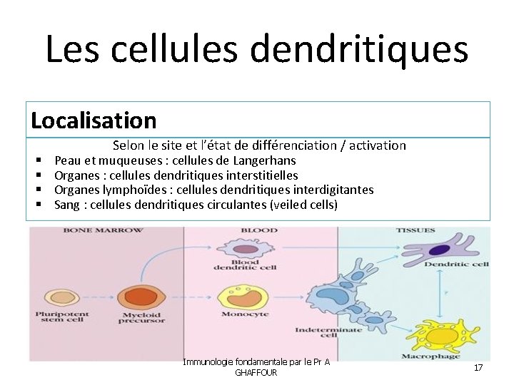 Les cellules dendritiques Localisation Selon le site et l’état de différenciation / activation Peau