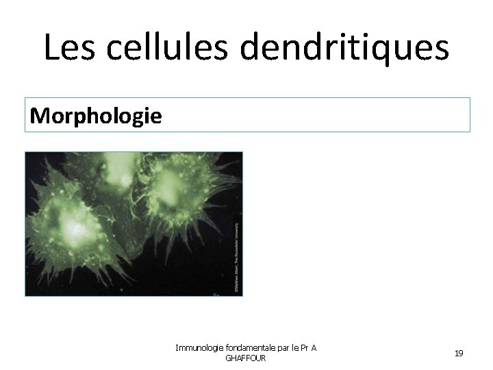 Les cellules dendritiques Morphologie Immunologie fondamentale par le Pr A GHAFFOUR 19 