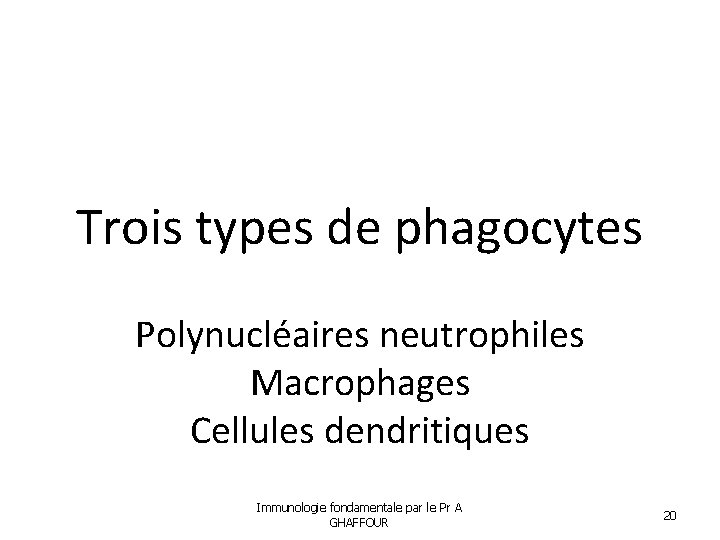 Trois types de phagocytes Polynucléaires neutrophiles Macrophages Cellules dendritiques Immunologie fondamentale par le Pr