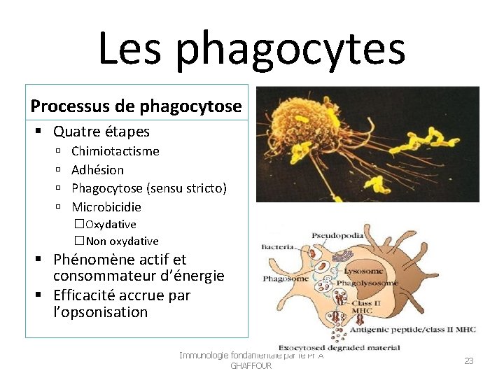 Les phagocytes Processus de phagocytose Quatre étapes Chimiotactisme Adhésion Phagocytose (sensu stricto) Microbicidie �Oxydative