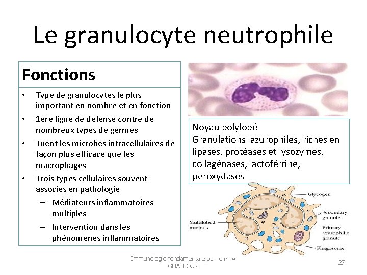 Le granulocyte neutrophile Fonctions • • Type de granulocytes le plus important en nombre