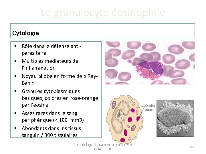 Le granulocyte éosinophile Cytologie Rôle dans la défense antiparasitaire Multiples médiateurs de l’inflammation Noyau