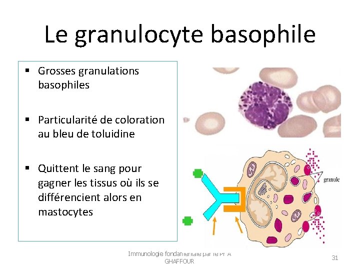 Le granulocyte basophile Grosses granulations basophiles Particularité de coloration au bleu de toluidine Quittent