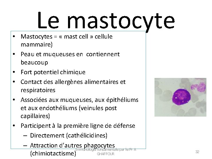 Le mastocyte • Mastocytes = « mast cell » cellule mammaire) • Peau et