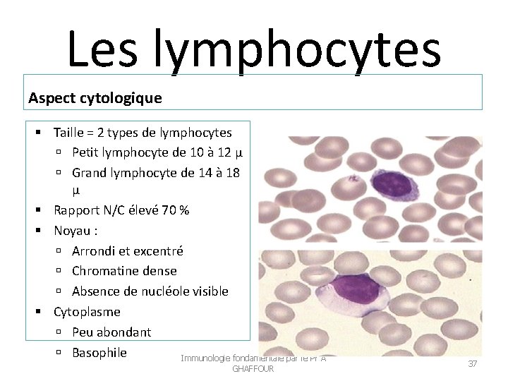 Les lymphocytes Aspect cytologique Taille = 2 types de lymphocytes Petit lymphocyte de 10