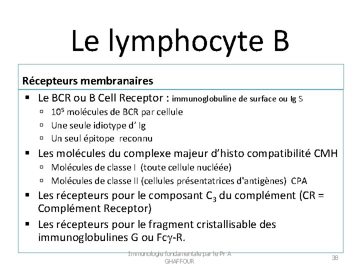 Le lymphocyte B Récepteurs membranaires Le BCR ou B Cell Receptor : immunoglobuline de