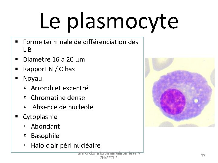 Le plasmocyte Forme terminale de différenciation des LB Diamètre 16 à 20 µm Rapport