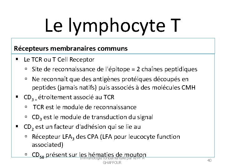 Le lymphocyte T Récepteurs membranaires communs Le TCR ou T Cell Receptor Site de