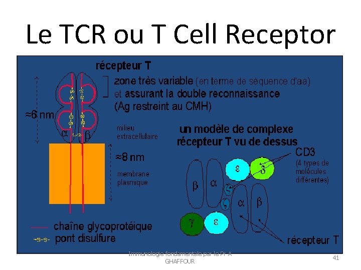 Le TCR ou T Cell Receptor Immunologie fondamentale par le Pr A GHAFFOUR 41