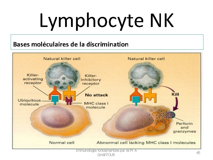 Lymphocyte NK Bases moléculaires de la discrimination Immunologie fondamentale par le Pr A GHAFFOUR