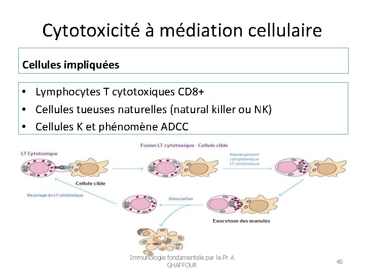 Cytotoxicité à médiation cellulaire Cellules impliquées • Lymphocytes T cytotoxiques CD 8+ • Cellules