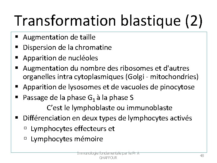 Transformation blastique (2) Augmentation de taille Dispersion de la chromatine Apparition de nucléoles Augmentation