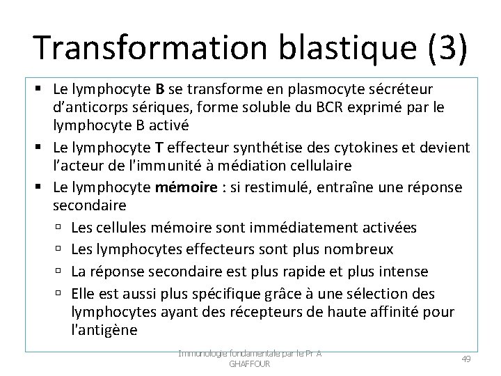 Transformation blastique (3) Le lymphocyte B se transforme en plasmocyte sécréteur d’anticorps sériques, forme