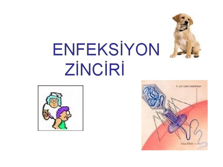 ENFEKSİYON ZİNCİRİ 