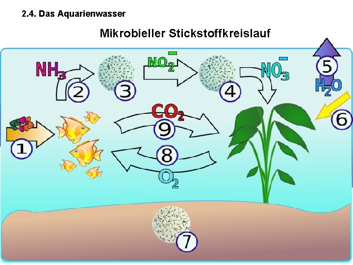 2. 4. Das Aquarienwasser Mikrobieller Stickstoffkreislauf 