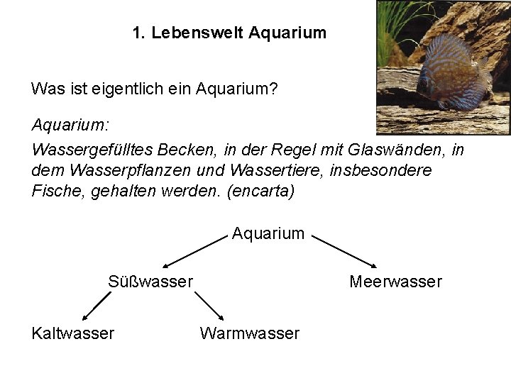 1. Lebenswelt Aquarium Was ist eigentlich ein Aquarium? Aquarium: Wassergefülltes Becken, in der Regel