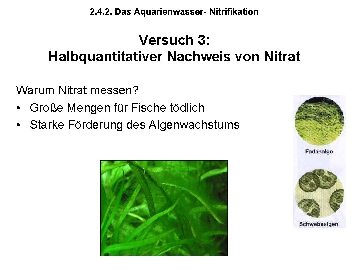 2. 4. 2. Das Aquarienwasser- Nitrifikation Versuch 3: Halbquantitativer Nachweis von Nitrat Warum Nitrat