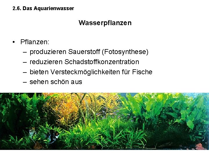 2. 6. Das Aquarienwasser Wasserpflanzen • Pflanzen: – produzieren Sauerstoff (Fotosynthese) – reduzieren Schadstoffkonzentration