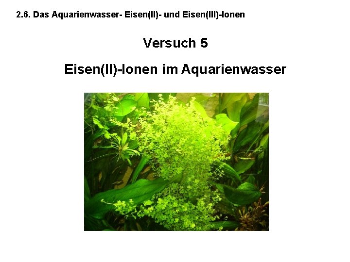 2. 6. Das Aquarienwasser- Eisen(II)- und Eisen(III)-Ionen Versuch 5 Eisen(II)-Ionen im Aquarienwasser 