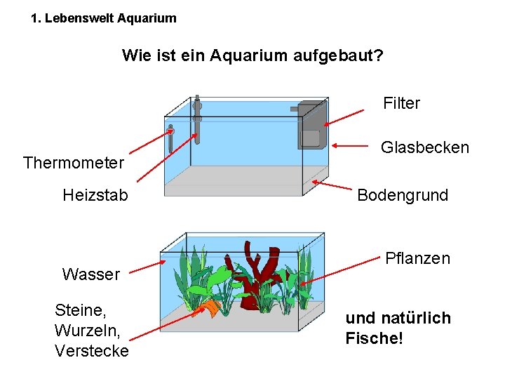 1. Lebenswelt Aquarium Wie ist ein Aquarium aufgebaut? Filter Thermometer Heizstab Wasser Steine, Wurzeln,