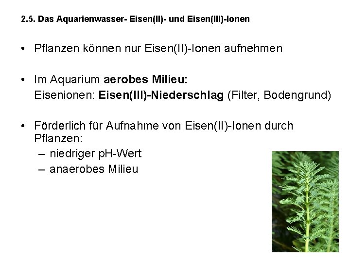 2. 5. Das Aquarienwasser- Eisen(II)- und Eisen(III)-Ionen • Pflanzen können nur Eisen(II)-Ionen aufnehmen •