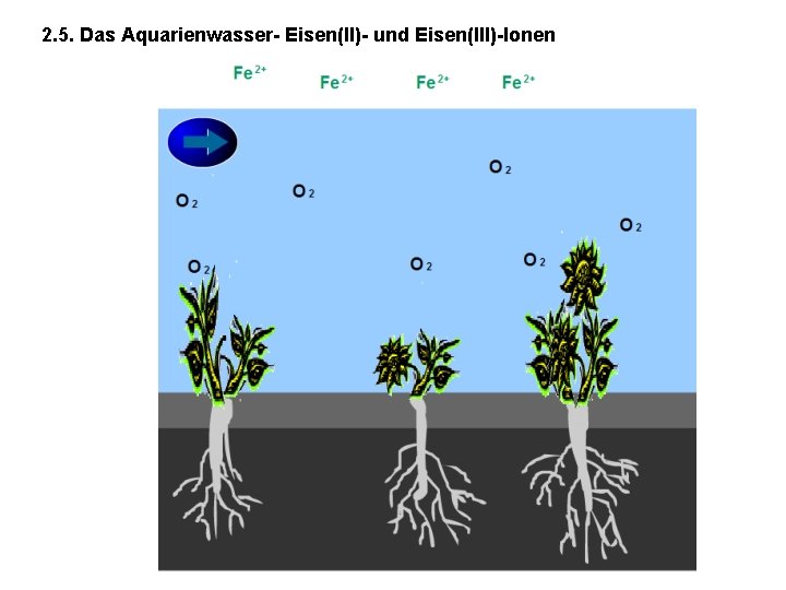 2. 5. Das Aquarienwasser- Eisen(II)- und Eisen(III)-Ionen 