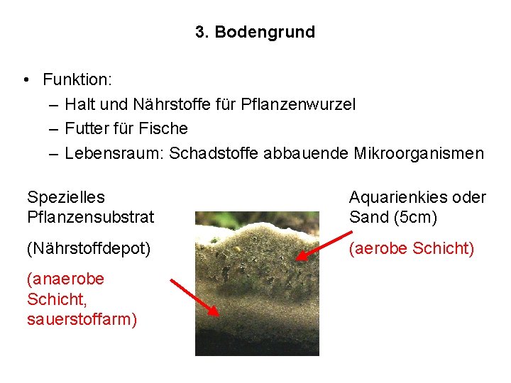 3. Bodengrund • Funktion: – Halt und Nährstoffe für Pflanzenwurzel – Futter für Fische