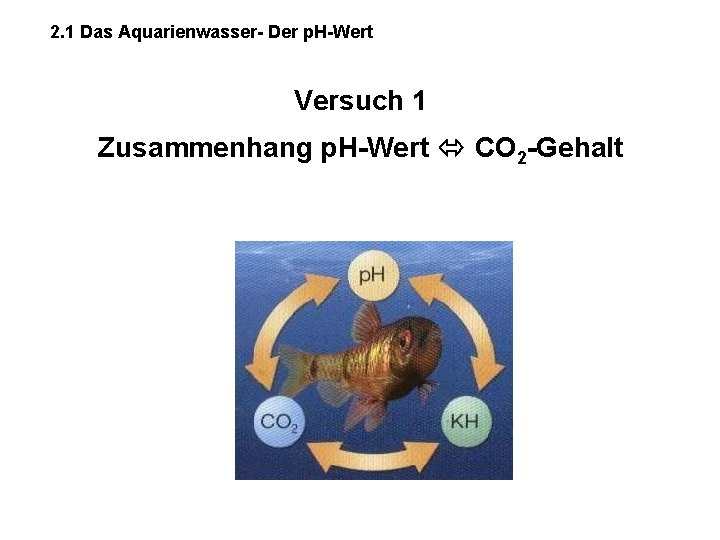 2. 1 Das Aquarienwasser- Der p. H-Wert Versuch 1 Zusammenhang p. H-Wert CO 2